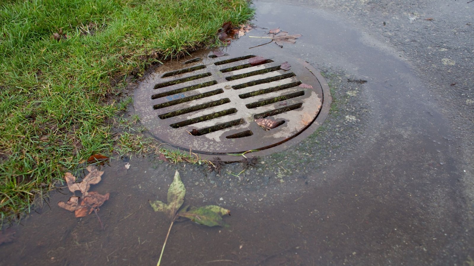 Drain Bros llc can help when water pools by a storm drain, which may mean sewer line issues after rain.