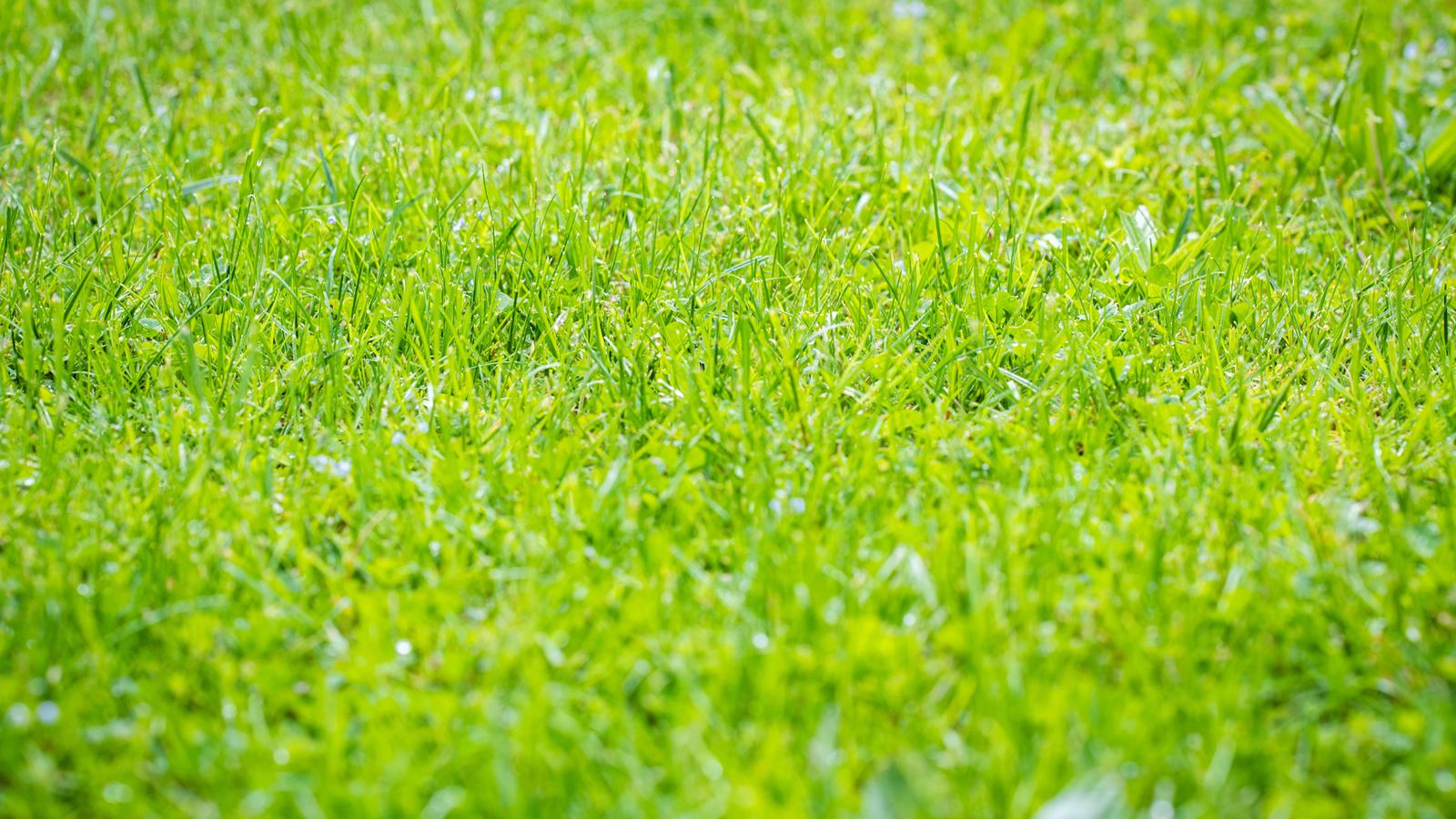 A healthy lawn shows no sewer issues. Drain Bros llc keeps your yard safe from plumbing problems or repairs.