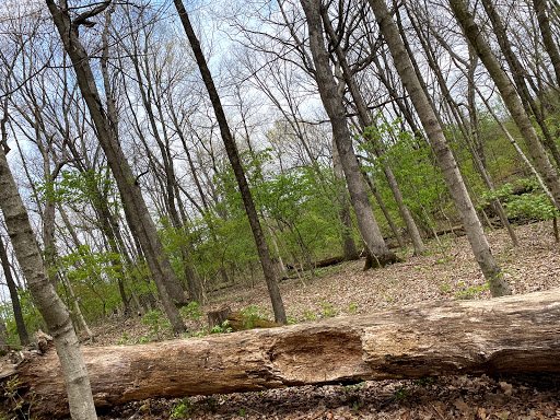 Drain Bros llc prepares wooded land for residential projects, showing how nature and construction can work together.