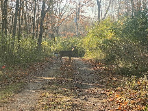 A peaceful forest scene, showing what land looks like undisturbed and problem-free before Drain Bros llc work is needed.